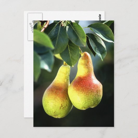 Birnen Postkarte (Vorne/Hinten)