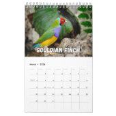 Birnen-Showcase-Sammlungs-Mauerkalender Kalender (Mär 2026)