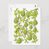 Birnen wachsen postkarte (Vorne/Hinten)