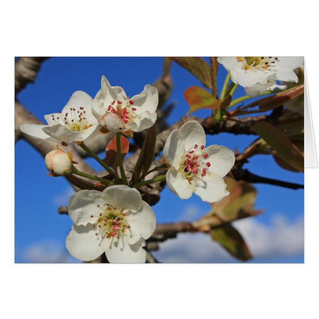 Birnenblüten (Vorderseite (Horizontal))