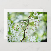 Birnenblüten Postkarte (Vorne/Hinten)