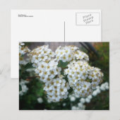 Birnenblüten Postkarte (Vorne/Hinten)