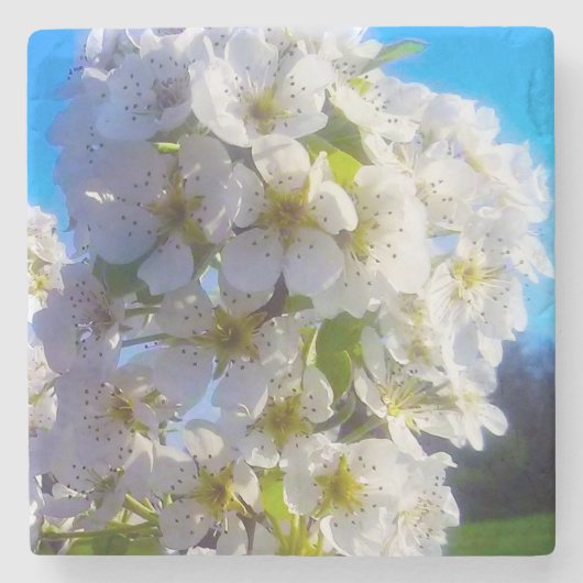 Birnenblüten Steinuntersetzer (Vorderseite)