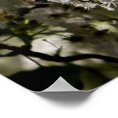 Birnenblütendruck Poster (Ecke)