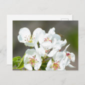 Birnenstaub Postkarte (Vorne/Hinten)