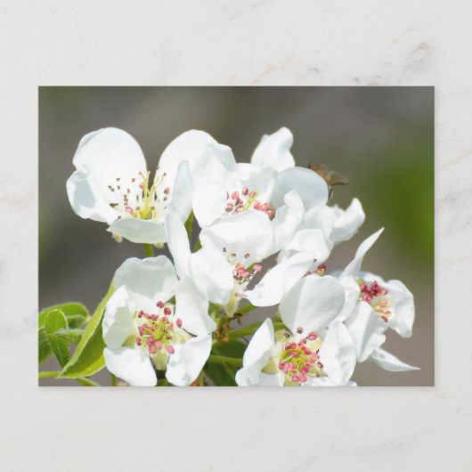 Birnenstaub Postkarte (Vorderseite)