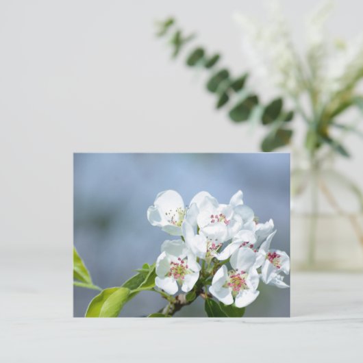 Birnenstaub Postkarte (Stehend Vorderseite)
