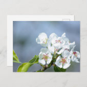 Birnenstaub Postkarte (Vorne/Hinten)