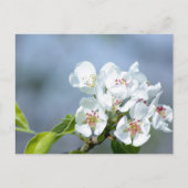 Birnenstaub Postkarte (Vorderseite)