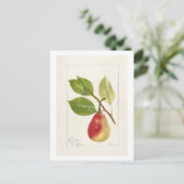 Birnenzweig (Pyrus Communis)(1893) Small Postkarte (Stehend Vorderseite)