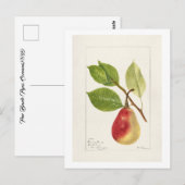 Birnenzweig (Pyrus Communis)(1893) Small Postkarte (Vorne/Hinten)