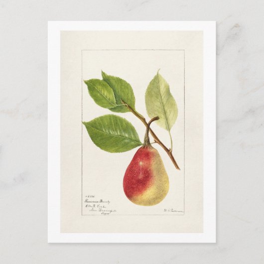 Birnenzweig (Pyrus Communis)(1893) Small Postkarte (Vorderseite)