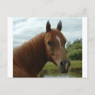 Birthday 012 postkarte