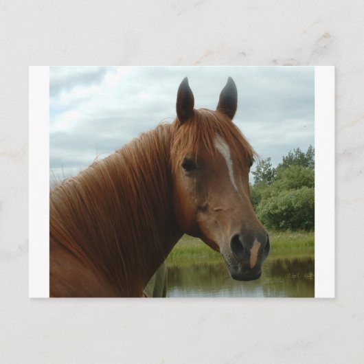 Birthday 012 postkarte (Vorderseite)