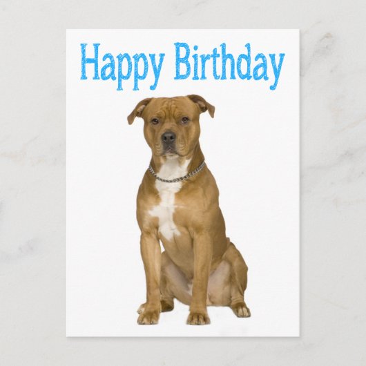 Birthday American Staffordshire Terrier Post Card Postkarte (Vorderseite)