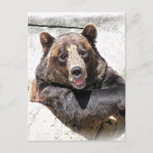 Birthday Bear Partys lade Postkarte (Vorderseite)