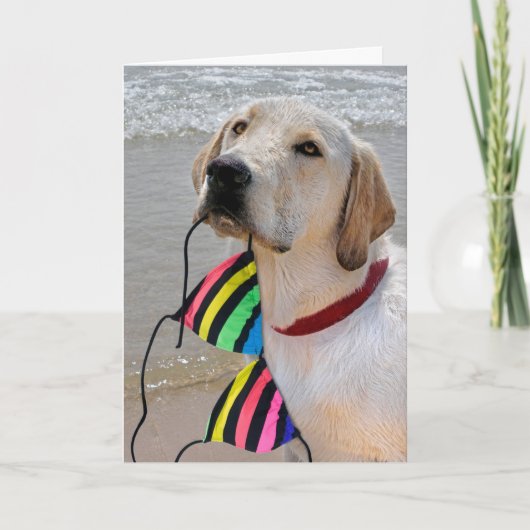 Birthday Bikini und Labrador Retriever Karte (Vorderseite)