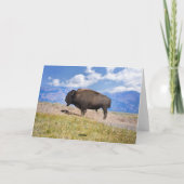 Birthday Bison Wallowing Yellowstone National Park Karte (Rückseite)