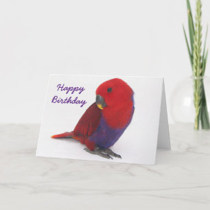 Birthday card an Eclectus parrot Karte