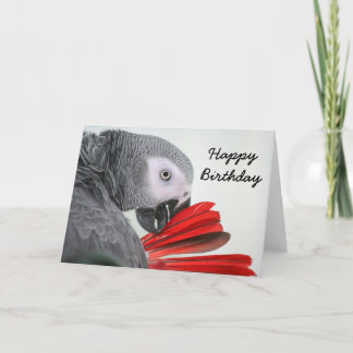 Birthday card Congo African Grey Gray Parrot Karte