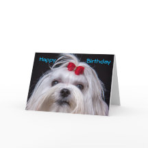 Birthday Card Maltese white toy Dog