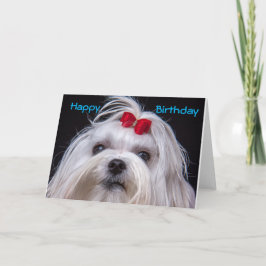 Birthday Card Maltese white toy Dog Karte