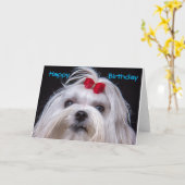 Birthday Card Maltese white toy Dog Karte (Gelbe Blume)