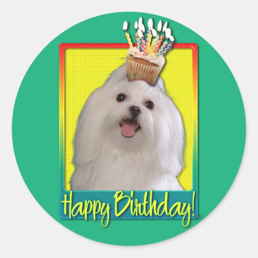 Birthday Cupcake - Maltesisch Runder Aufkleber (Vorderseite)