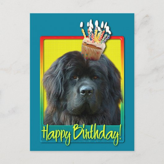 Birthday Cupcake - Neufundland Postkarte (Vorderseite)
