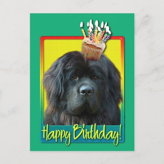 Birthday Cupcake - Neufundland Postkarte (Vorderseite)