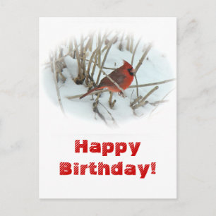 Birthday Eastern Kardinal Songbird Postcard Postkarte
