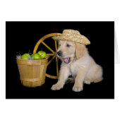 Birthday Golden Retriever mit Äpfeln (Vorderseite (Horizontal))