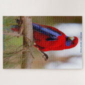 Birthday Greetings Rosella Parrot Puzzle (Horizontal)