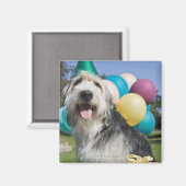 Birthday Hund Magnet (Vorderseite/Rückseite)