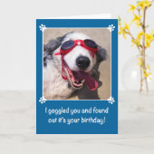 Birthday - I Goggled You - Australian Shepherd Dog Karte (Gelbe Blume)
