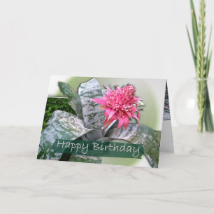 Birthday Pink Bromeliad Karte