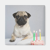 Birthday Pug Magnet (Vorne)