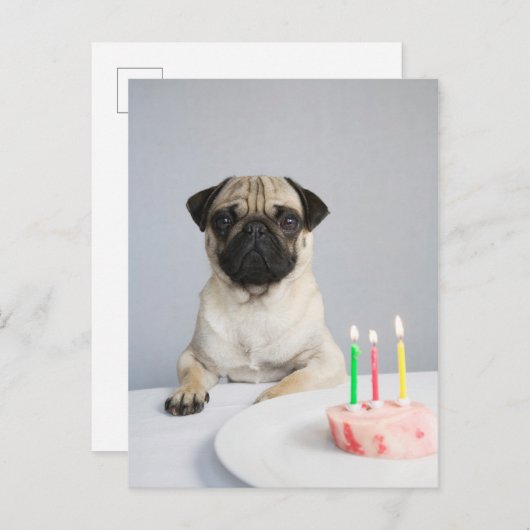 Birthday Pug Postkarte (Vorne/Hinten)