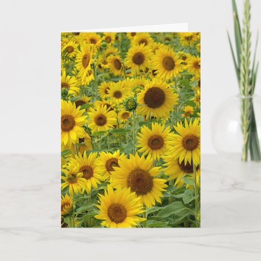 Birthday Sunflower Field Karte (Vorderseite)