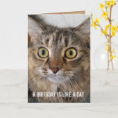 Birthday Tabby Cat Spaß Karte (Gelbe Blume)