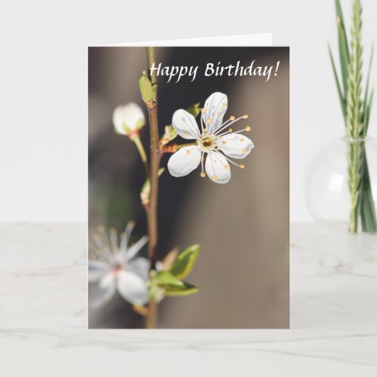 Birthday White Cherry Blüten Karte (Vorderseite)