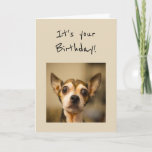 Birthday's are Scary Fun Chihuahua Dog Karte<br><div class="desc">Happy Birthday Birthday's are Scary Fun Chihuahua Dog</div>