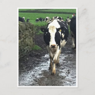 'Bis die Kühe kommen Zuhause Postkarte