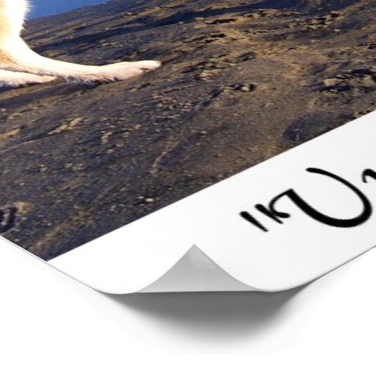 Bis es keine gibt, adoptier eins poster (Ecke)