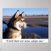 Bis es keine gibt, adoptier eins poster (Vorne)