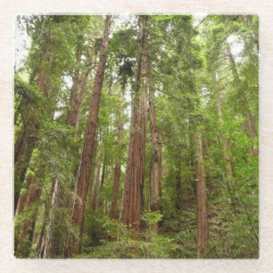 Bis Redwoods I im Muir Woods National Monument Glasuntersetzer