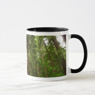 Bis Redwoods I im Muir Woods National Monument Tasse