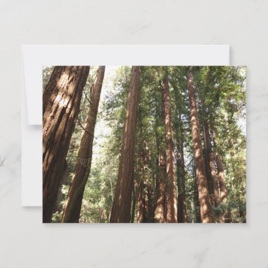 Bis Redwoods II im Muir Woods National Monument (Vorderseite)