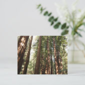 Bis Redwoods II im Muir Woods National Monument (Stehend Vorderseite)