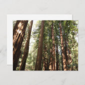 Bis Redwoods II im Muir Woods National Monument (Vorne/Hinten)